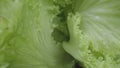 Inside view of a head of iceberg salad with juicy green leaves. Leafy lettuce with curly fresh leaves in macro shot. Wet Royalty Free Stock Photo