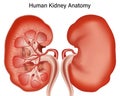 Inside view of human kidney anatomy isolated on white background. vector illustration