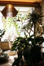 Inside view of a room with a beautiful lantern and green plants Royalty Free Stock Photo