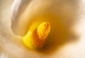 Inside view of a white calla flower with a yellow stamen. Wallpaper pattern of white calla flower petals close up Royalty Free Stock Photo