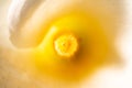 Inside view of a white calla flower with a yellow stamen. Wallpaper pattern of white calla flower petals close up Royalty Free Stock Photo