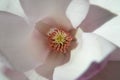 The inside of white Magnolia flower Royalty Free Stock Photo