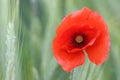 The inside of a wild poppy flower in full bloom. Royalty Free Stock Photo