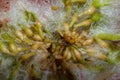 Inside a Wool-Sower Gall Callirhytis seminator