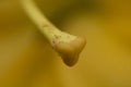 Inside a Yellow Asiatic Lily, Macro Shot