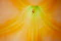 Inside a yellow Brugmansia Sanguinea or angel's Trumpet, creating an abstract floral image