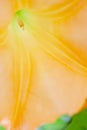 Inside a yellow Brugmansia Sanguinea or angel's Trumpet, creating an abstract floral image