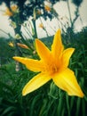 Yellow lilium flower with pollen stamens in a garden
