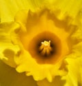 Inside yellow narcissus flower