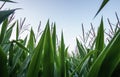 Inside A Young Corn Field Royalty Free Stock Photo