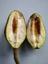 The inside of a young Mahogany fruit contains layers of membranes and no seeds yet.