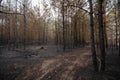 Inside young pine forest after the forest fire