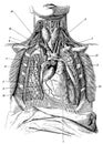 The insides of the chest cavity. Royalty Free Stock Photo