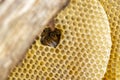 Insight in bee life in a layered honeycomb structure