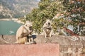 Monkies in the city of Rishikesh in India