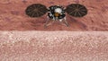 InSight on Mars, space mission for the exploration of the planet. Cutaway of the Martian soil. Nasa