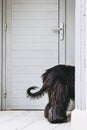 Insolite image of the back of a black-haired dog through a door