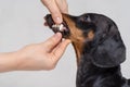 Inspecting dachshund dog teeth on the gray background Royalty Free Stock Photo