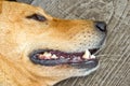 Inspecting Dog teeth