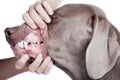 Inspecting dog teeth on white background. Royalty Free Stock Photo
