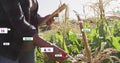 Inspecting farmer touching corn tassels and holding tablet in corn field, data labels, copy space Royalty Free Stock Photo