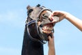 Checking horse teeth and health outdoors