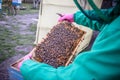 Inspection of bee families on apiary in spring Beekeeping concept. Soft focus