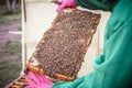 Inspection of bee families on apiary in spring Beekeeping concept. Soft focus