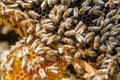 Inspection of bee families on apiary in spring Beekeeping concept. Soft focus