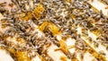 Inspection of bee families on apiary in spring Beekeeping concept. Soft focus