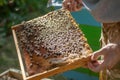 Inspection of bee families on apiary in spring Beekeeping concept. Soft focus