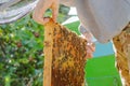 Inspection of bee families on apiary in spring Beekeeping concept. Soft focus