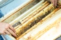 Inspection of bee families on apiary in spring Beekeeping concept. Soft focus