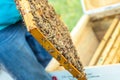 Inspection of bee families on apiary in spring Beekeeping concept. Soft focus