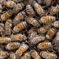 Queen bee lays eggs in cell and worker bees feed the brood Royalty Free Stock Photo