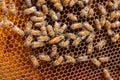 Carniolan honey bee queen lays eggs in hexagonal wax cells