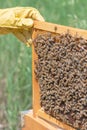 Honeycomb frame from a beehive hold by a hand Royalty Free Stock Photo