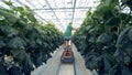 Inspection process of cucumber plants held by a female worker in a warmhouse. Greenhouse complex. Cultivation of