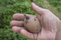 Inspection of seed potatoes. Sprouted tuber in farmer hand Royalty Free Stock Photo