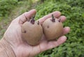 Inspection of seed potatoes. Sprouted tubers in farmer hand Royalty Free Stock Photo