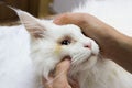 Inspection of a white young Maine Coon cat in front of surgical correction of congenital twisting of the eyelids