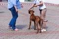 Inspection of a young Rhodesian Ridgeback at the show, rear view Royalty Free Stock Photo