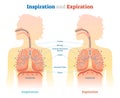 Inspiration and Expiration anatomical vector illustration diagram, educational medical scheme