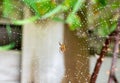 Close up spicer on the web in nature Royalty Free Stock Photo