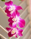 From inspiration to growing orchids capture of the 1st bloom Royalty Free Stock Photo