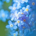 Inspirational blooms Forget me not flowers in macro, a springtime symphony