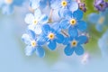 Inspirational blooms Forget me not flowers in macro, a springtime symphony