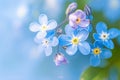 Inspirational blooms Forget me not flowers in macro, a springtime symphony