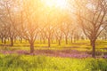 Inspirational and emotional light with warm sensation and row of apple trees