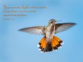 Hummingbird hovering in the sky with encouraging quotation